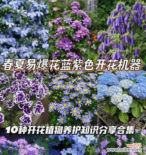 蓝色花卉品种分类与特点 探究蓝色花卉品种的美丽世界