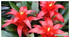 家中添置这些花，旺宅不是梦！ 打造旺宅必备，这些花千万不能错过！