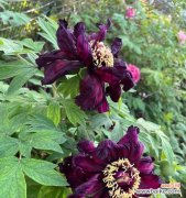 牡丹花期的养殖技巧与方法 如何科学地养护牡丹开花前？