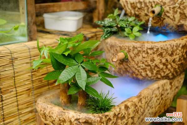 发财树叶子发白如何解决