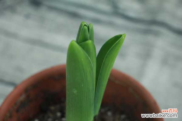 风信子长太高什么原因