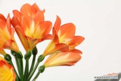 君子兰侧面叶子烂了的原因，如何处理