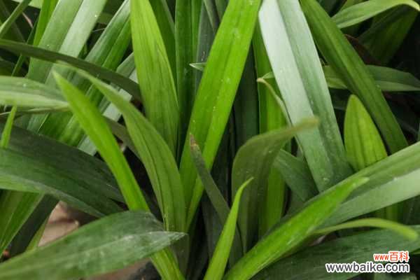 兰花只长叶不开花怎么回事