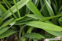 兰花只长叶不开花怎么回事