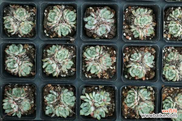 多肉叶片发软发皱怎么办