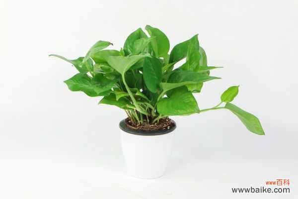 绿萝枯萎了怎么救活