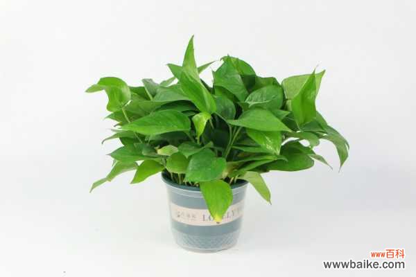 绿萝枯萎了怎么救活