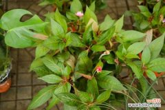 凤仙花叶子蔫了怎么办