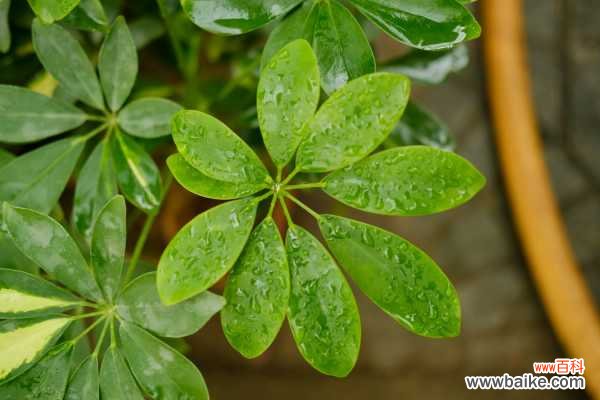 鸭脚木冻了怎么挽救