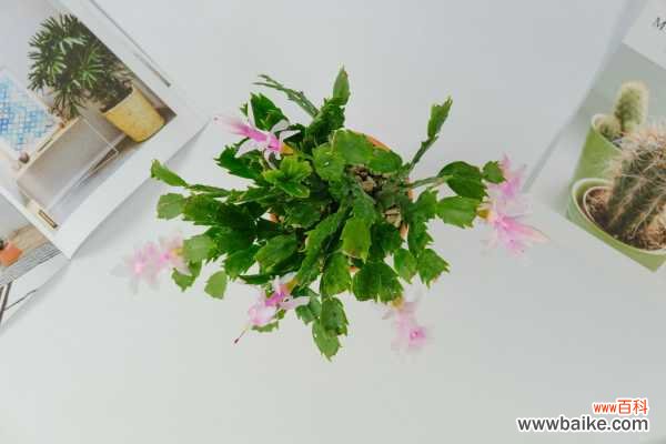 蟹爪莲花骨朵为何脱落