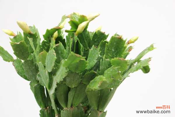 蟹爪兰叶子发软有褶皱怎么办