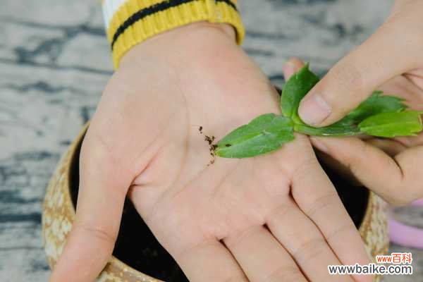 蟹爪兰叶子发软有褶皱怎么办