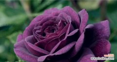 一朵、一束、一园 玫瑰花的数量与其寓意