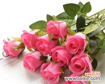 了解玫瑰花的花语和颜色 玫瑰花的象征意义及其分类