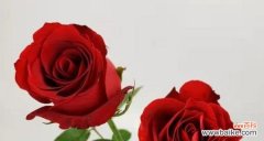 玫瑰花的象征性与数目的探索 玫瑰花的数量与爱情之意义