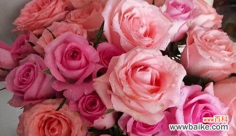 19朵玫瑰花语是什么意思?送花时需要注意什么?