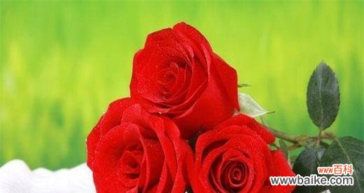 20朵红玫瑰的花语是什么？送花时需要注意什么？