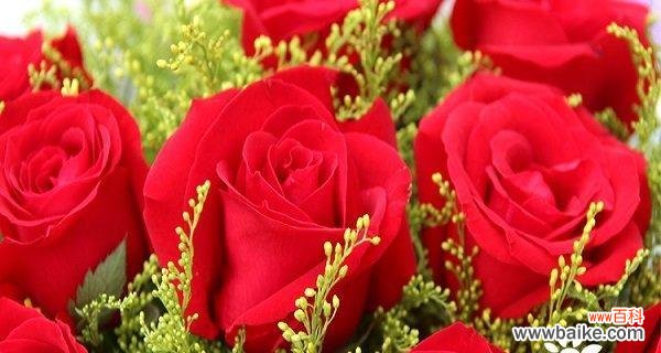 20朵红玫瑰的花语是什么？送花时需要注意什么？