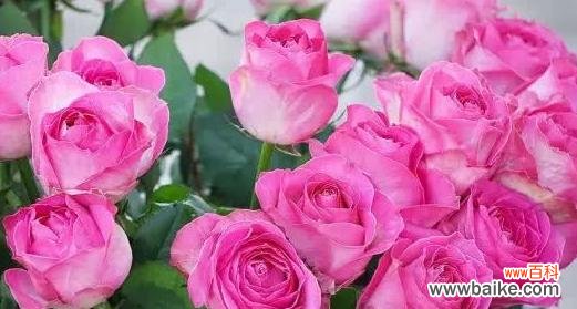 20朵玫瑰花语是什么意思？如何正确表达爱意？