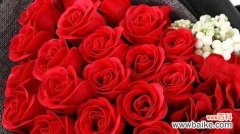 21朵玫瑰的花语含义是什么？送花时需要注意什么？