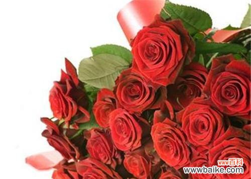 21朵玫瑰的花语含义是什么？送花时需要注意什么？