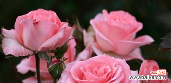 24朵玫瑰的花语含义是什么？送花时需要注意什么？