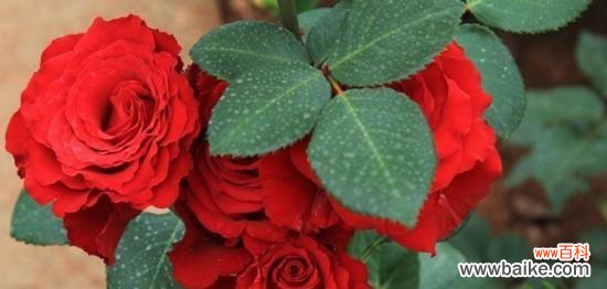 24朵玫瑰的花语含义是什么？送花时需要注意什么？