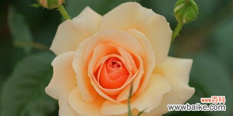 24朵玫瑰花语代表什么意思?如何正确表达爱意?