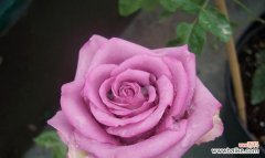 24朵玫瑰花语代表什么意思？如何正确表达爱意？