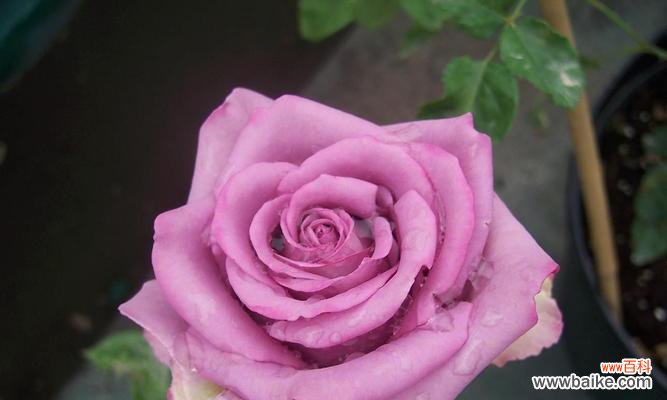 24朵玫瑰花语代表什么意思?如何正确表达爱意?