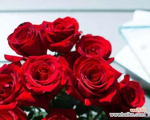 24朵玫瑰花语代表什么意思?如何正确表达爱意?