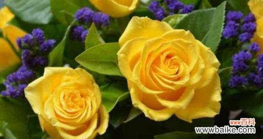 26朵玫瑰花语是什么？送花时需要注意什么？