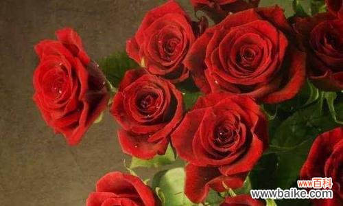 29朵玫瑰的花语含义是什么？送花时需要注意什么？