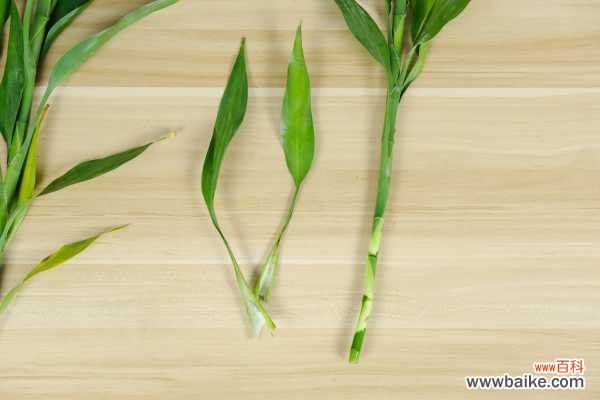 富贵竹不黄叶不烂根,秘诀竟然在这里!