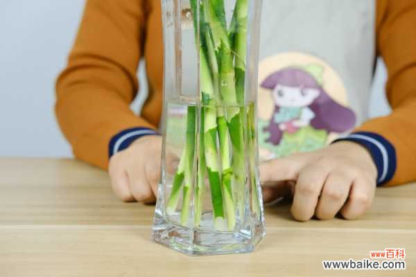 富贵竹不黄叶不烂根,秘诀竟然在这里!