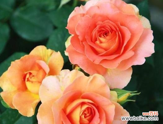 31朵玫瑰的花语是什么？如何表达爱意？