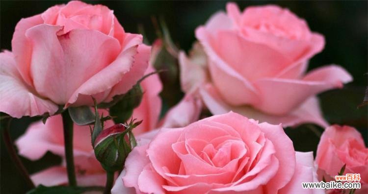 33朵玫瑰花代表什么意思?花语详解及送花建议?