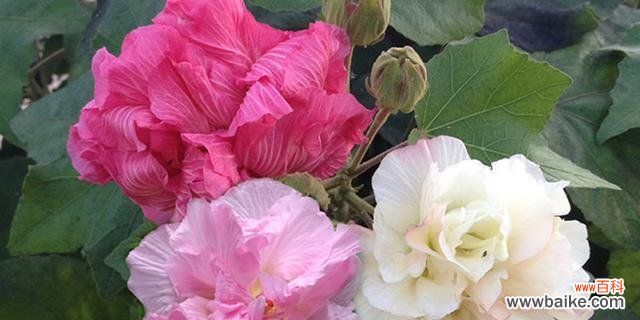 揭秘木芙蓉的变色原因及影响 木芙蓉为何变色？