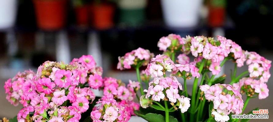 让宫灯长寿花常青常艳，做好这些关键点不可少！ 宫灯长寿花的养殖方法与注意事项