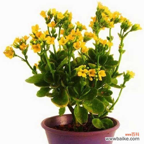 让宫灯长寿花常青常艳，做好这些关键点不可少！ 宫灯长寿花的养殖方法与注意事项