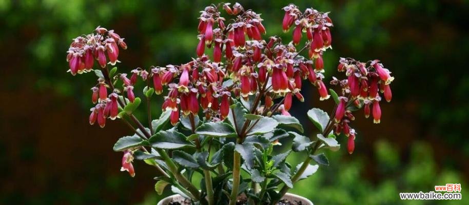 让宫灯长寿花常青常艳，做好这些关键点不可少！ 宫灯长寿花的养殖方法与注意事项