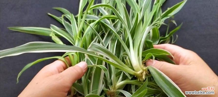 一文搞懂吊兰长出硬杆的原因和处理方法 吊兰的硬杆剪不剪?