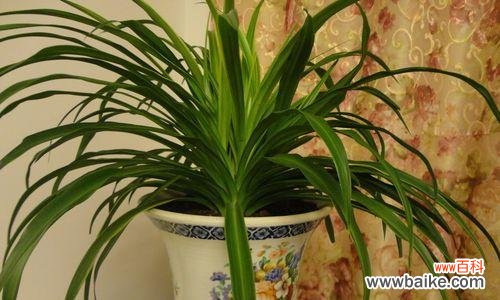 一文搞懂吊兰长出硬杆的原因和处理方法 吊兰的硬杆剪不剪?