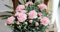 教你如何救回生命垂危的康乃馨 康乃馨叶子发黄干枯怎么办