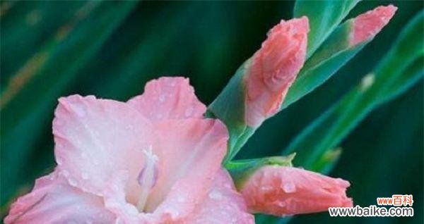 预防治疗一网打尽 唐菖蒲常见病害详解