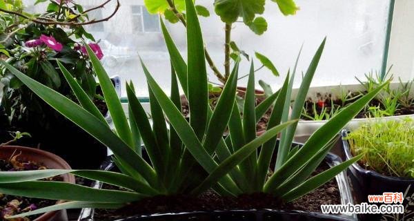 预防治疗一网打尽 唐菖蒲常见病害详解