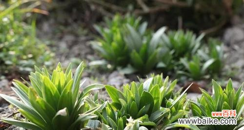 预防治疗一网打尽 唐菖蒲常见病害详解