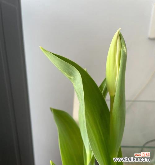 从选种到养护，让你轻松打造花园中的明珠 水培郁金香的种植技巧