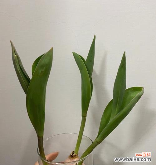 从选种到养护，让你轻松打造花园中的明珠 水培郁金香的种植技巧