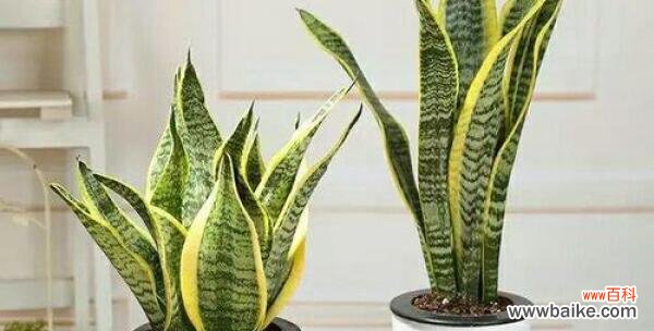 方法与注意事项 虎皮兰移栽指南